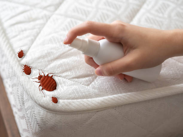 Best Insect Control  in Bensley, VA