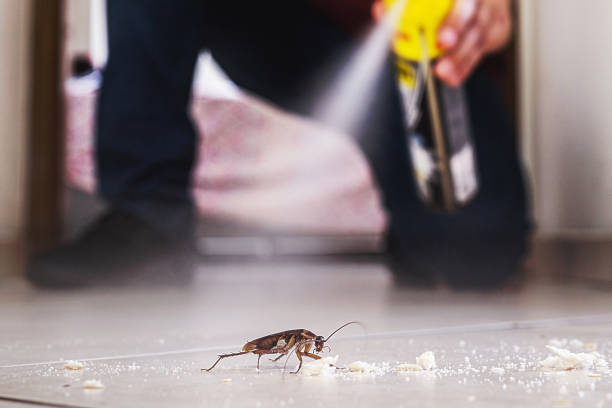 Best Rat Extermination Near Me  in Bensley, VA